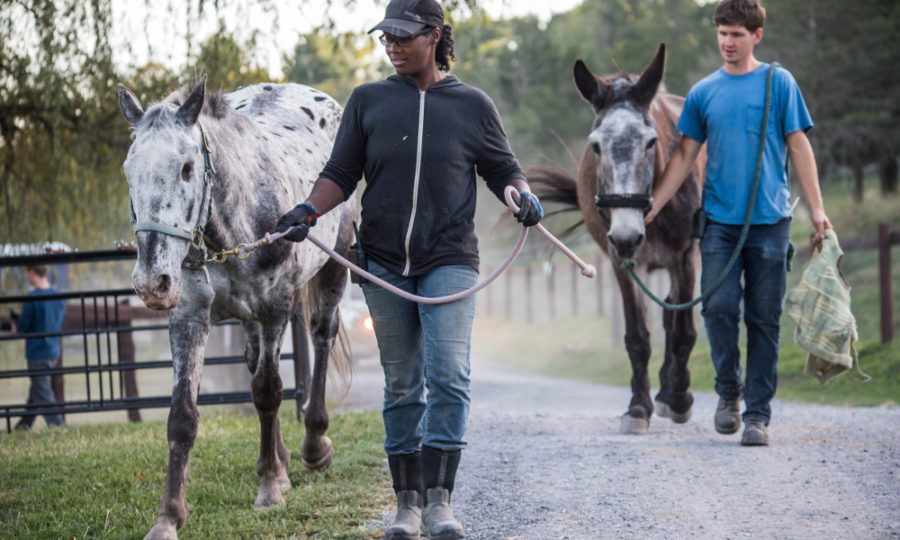 Can Haraway’s vegan meet animals responsibly?